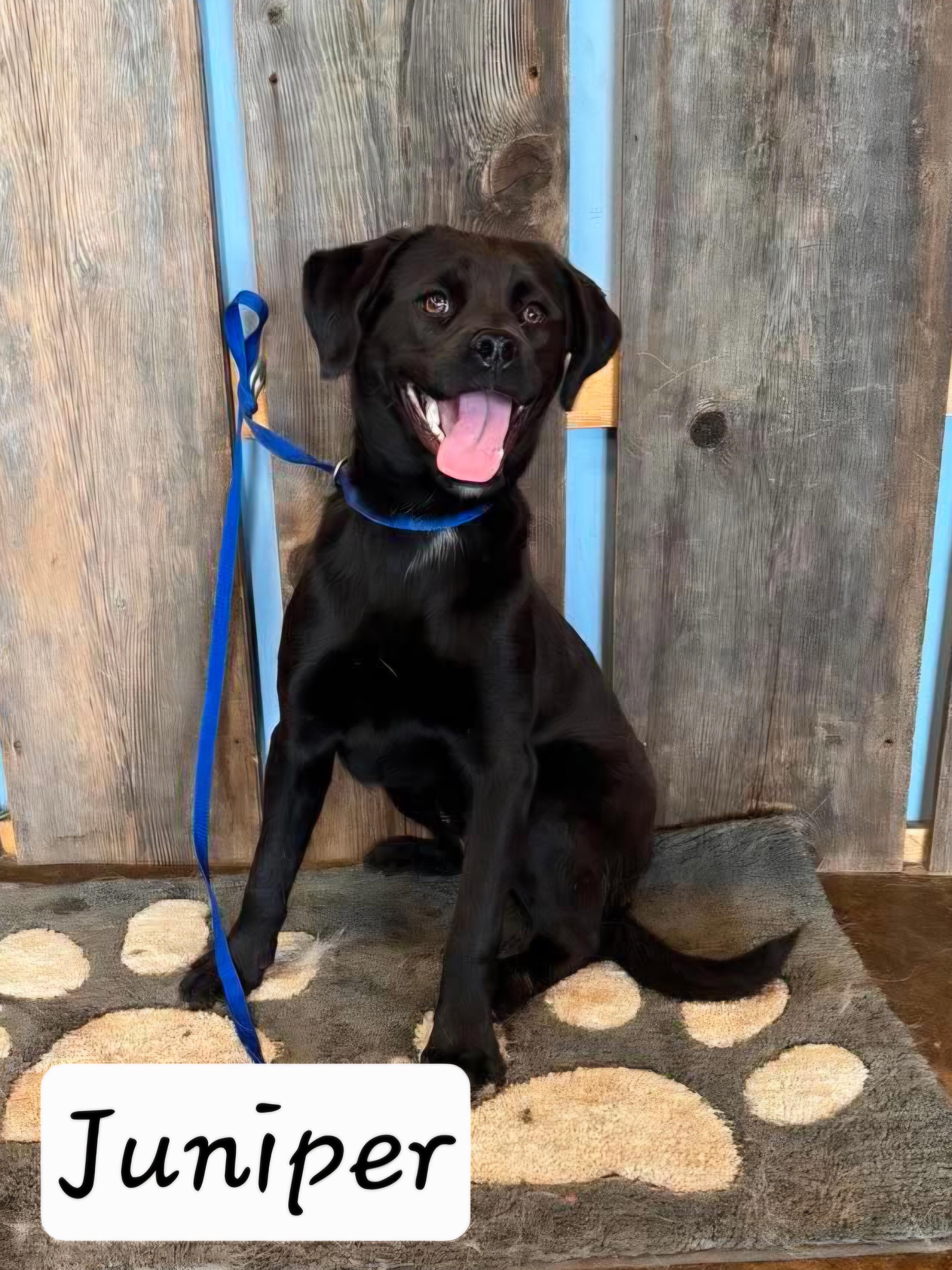 Enlarge JUNIPER 425, an adoptable mixed breed in Milwaukee, WI image 1/2