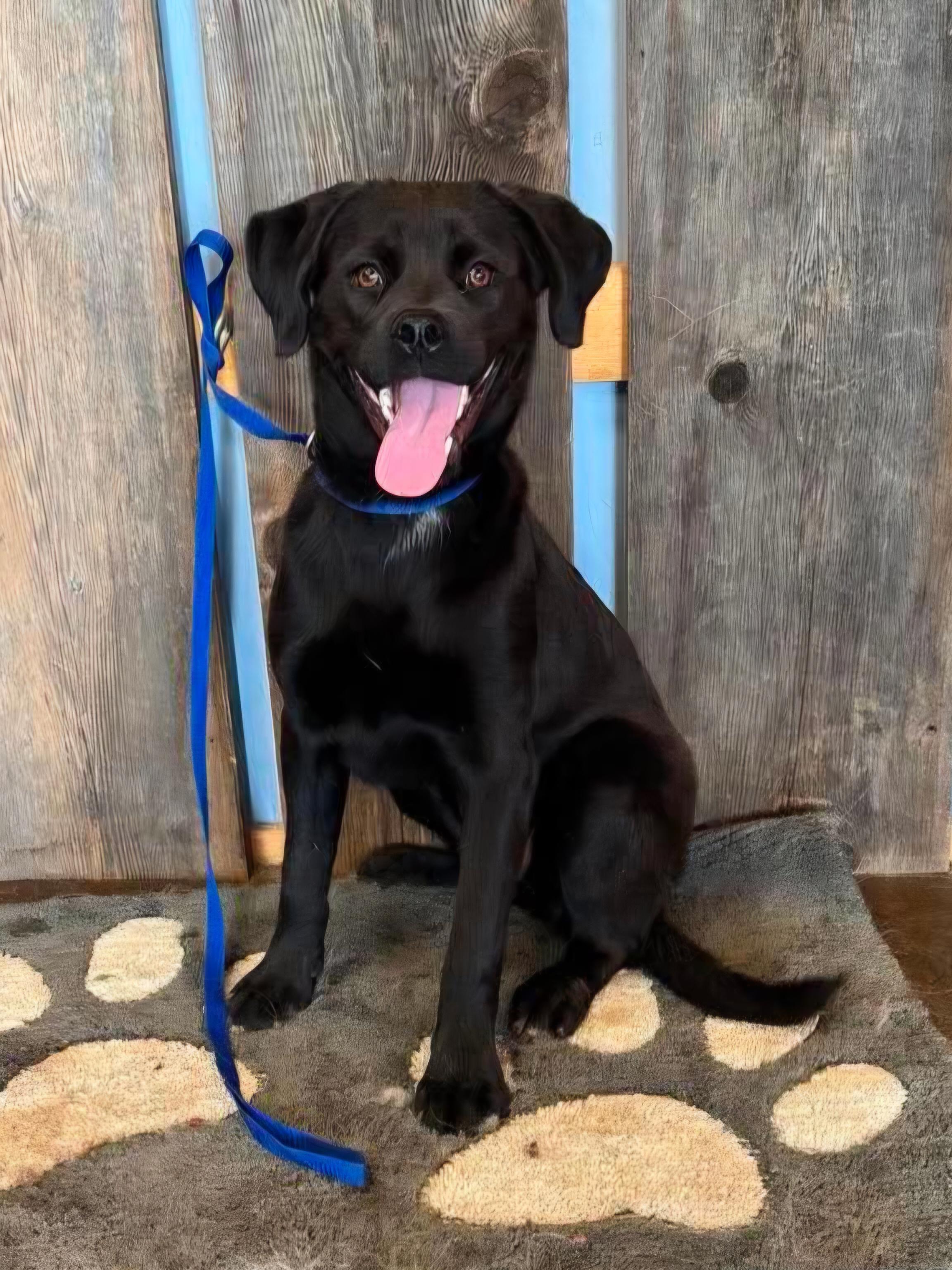 Enlarge JUNIPER 425, an adoptable mixed breed in Milwaukee, WI image 2/2