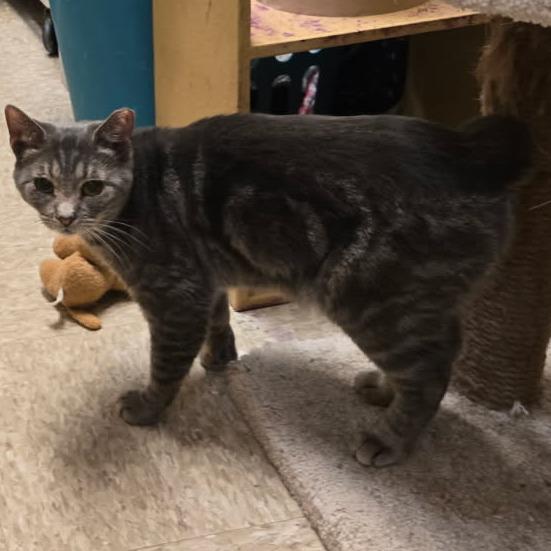 0425-175 Melman, Adoptable, Adult Male Domestic Short Hair.