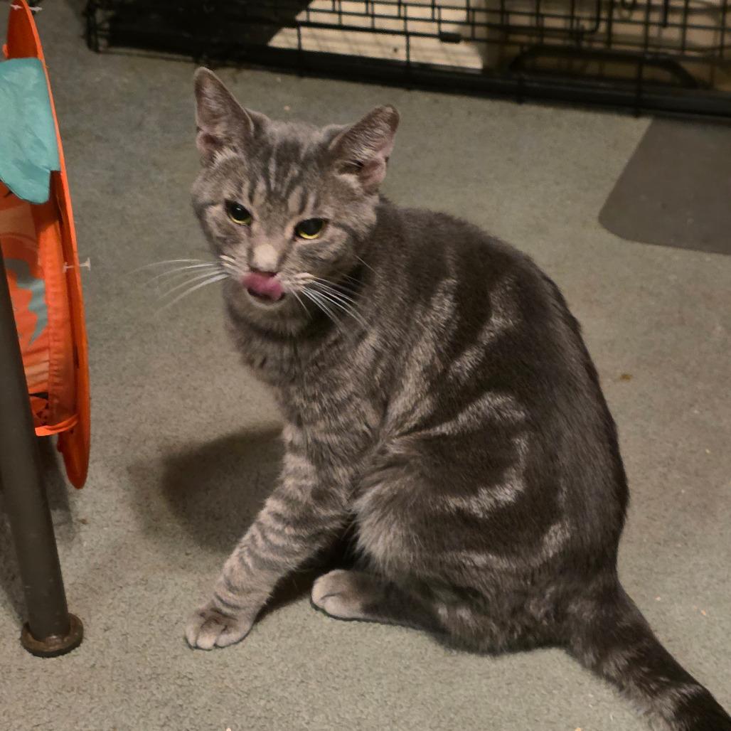 Enlarge 0425-175 Melman, a Adoptable Domestic Short Hair in Abingdon, MD image 2/6