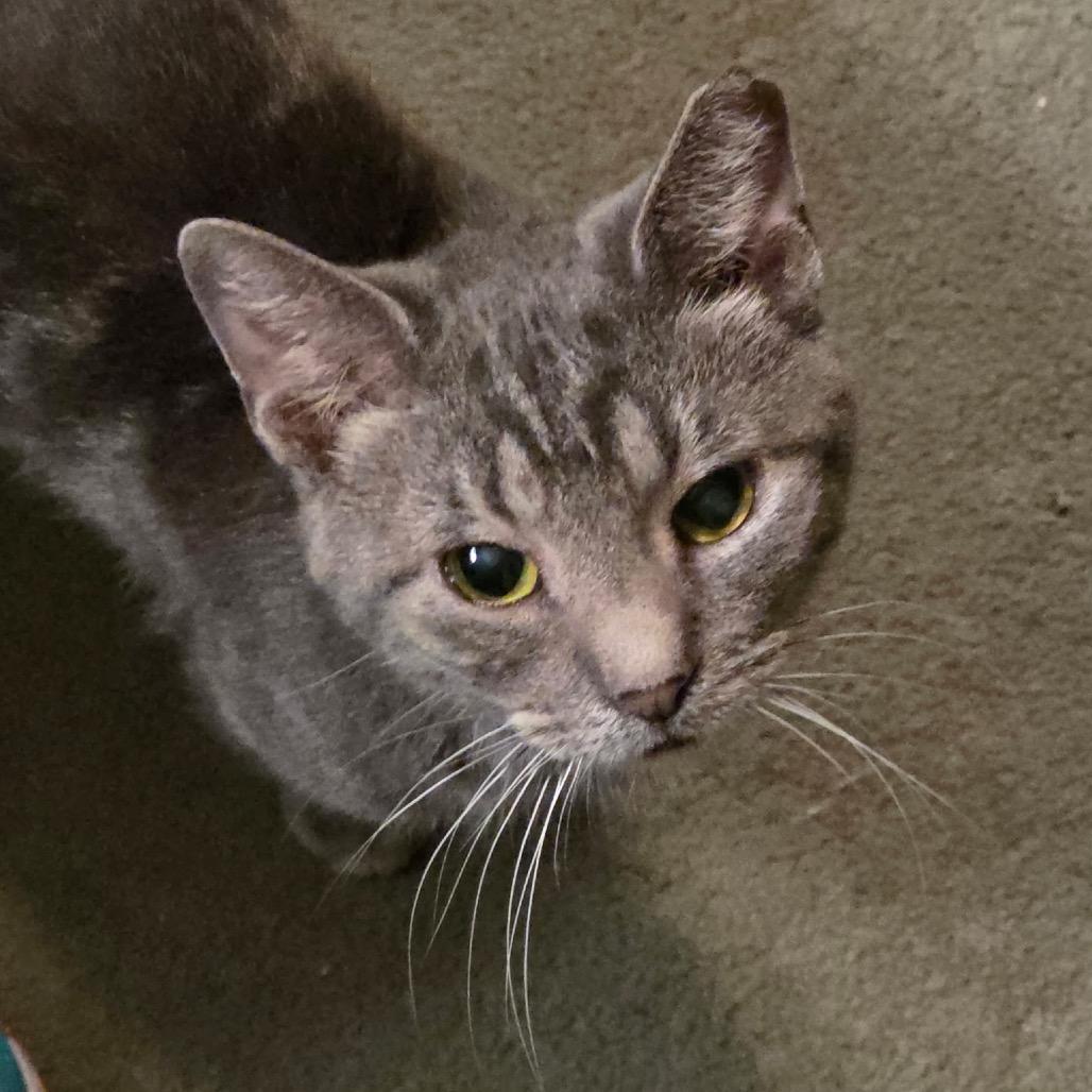 Enlarge 0425-175 Melman, a Adoptable Domestic Short Hair in Abingdon, MD image 3/6