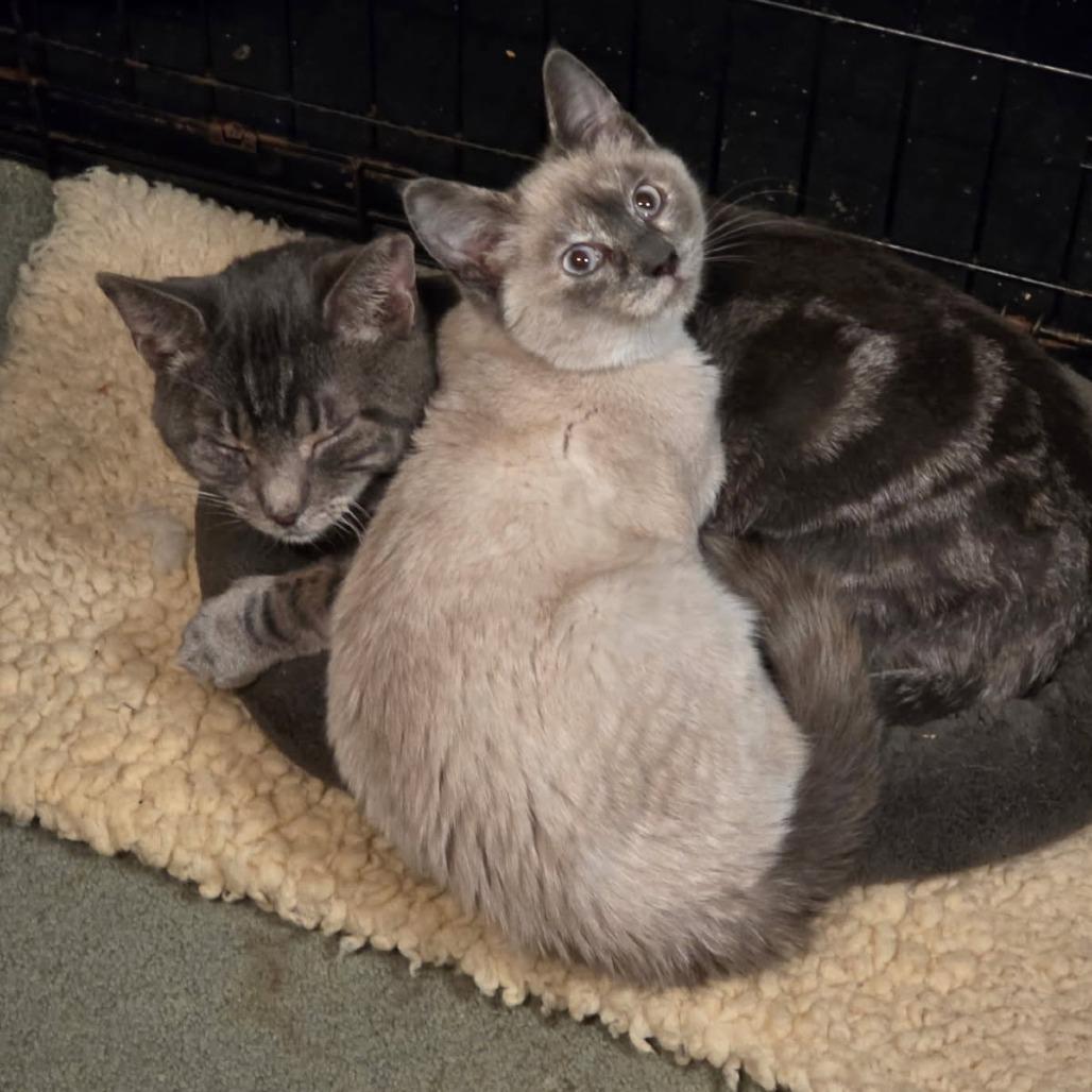 Enlarge 0425-175 Melman, a Adoptable Domestic Short Hair in Abingdon, MD image 5/6