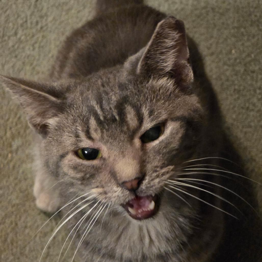 Enlarge 0425-175 Melman, a Adoptable Domestic Short Hair in Abingdon, MD image 6/6