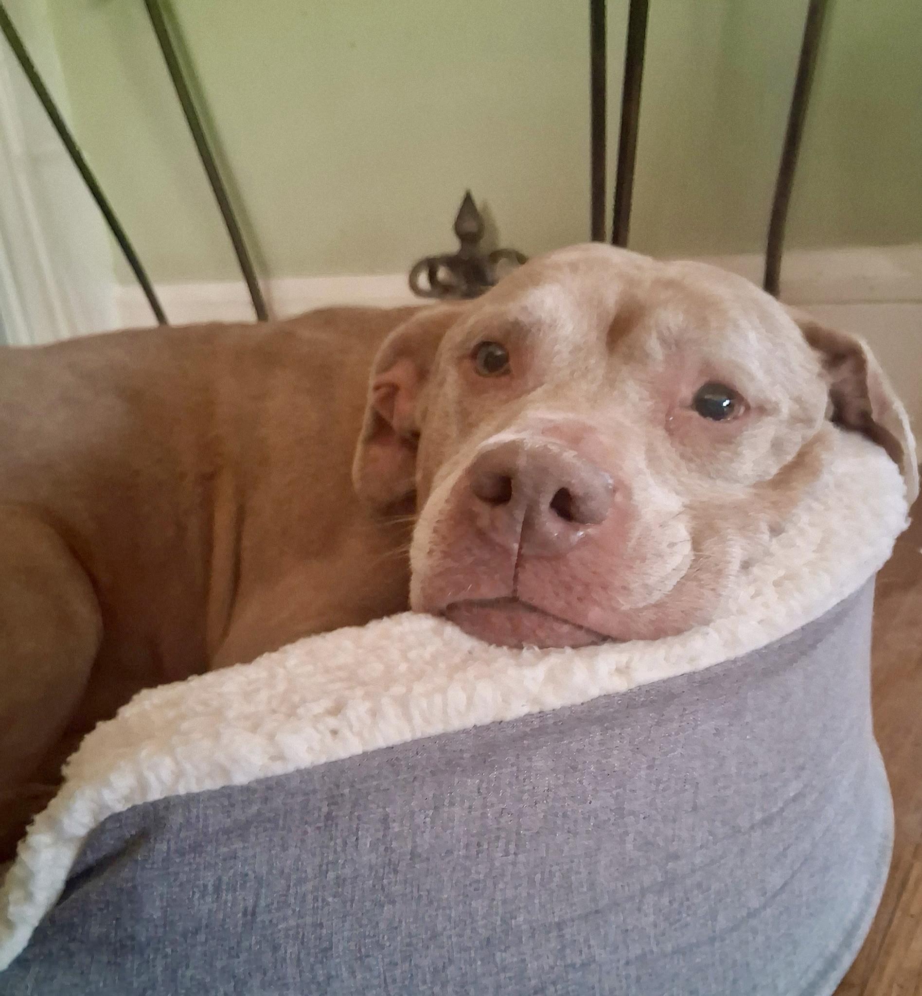 Enlarge Paddy, an adopted mixed breed in Cleveland, OH image 3/3