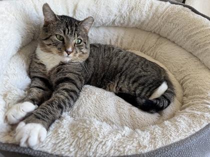 Enlarge Sawyer, a Adoptable Domestic Short Hair in Montclair, NJ image 1/1