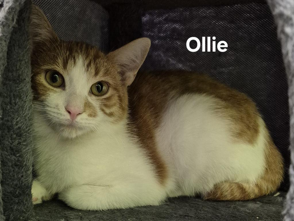 Ollie, Adoptable, Young Male Domestic Short Hair.