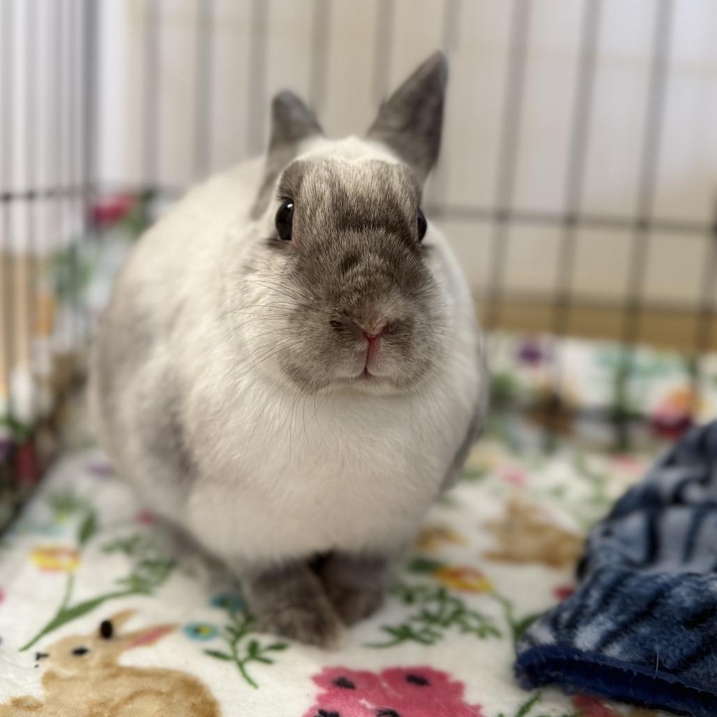 Kari Hall, Adoptable, Adult Female American Sable.