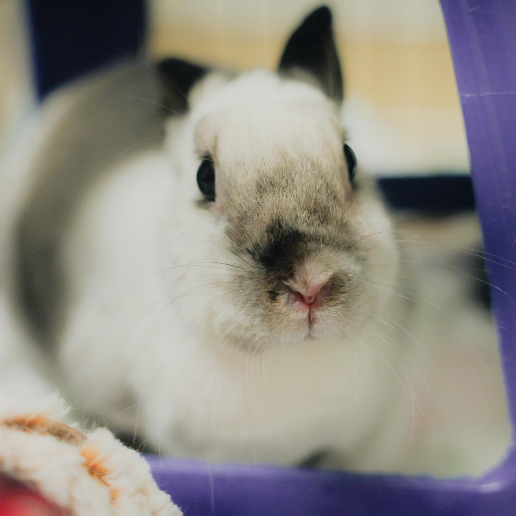 Kari Hall, Adoptable, Adult Female American Sable.