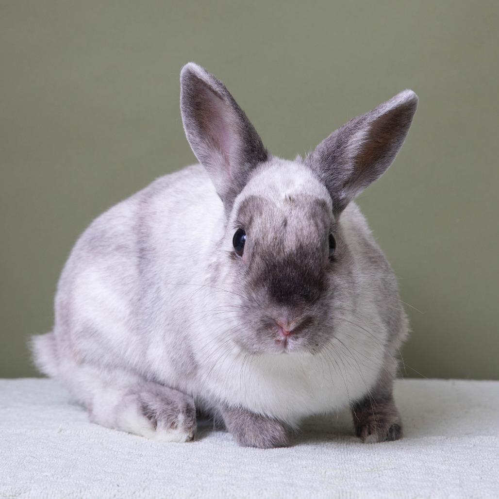 Enlarge Kari Hall, a Adoptable American Sable in Richmond, CA image 1/6