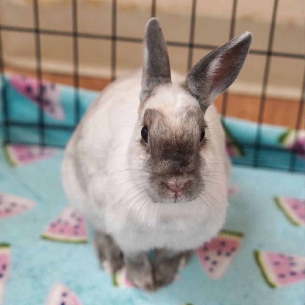 Kari Hall, Adoptable, Adult Female American Sable.