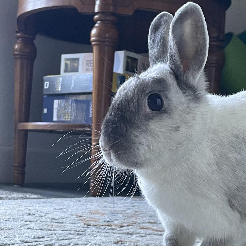 Enlarge Kari Hall, a Adoptable American Sable in Richmond, CA image 2/6