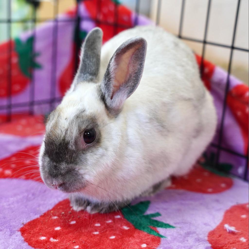 Enlarge Kari Hall, a Adoptable American Sable in Richmond, CA image 4/6