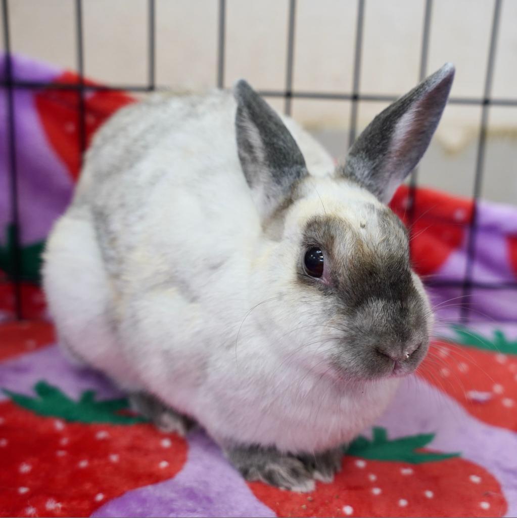 Enlarge Kari Hall, a Adoptable American Sable in Richmond, CA image 5/6