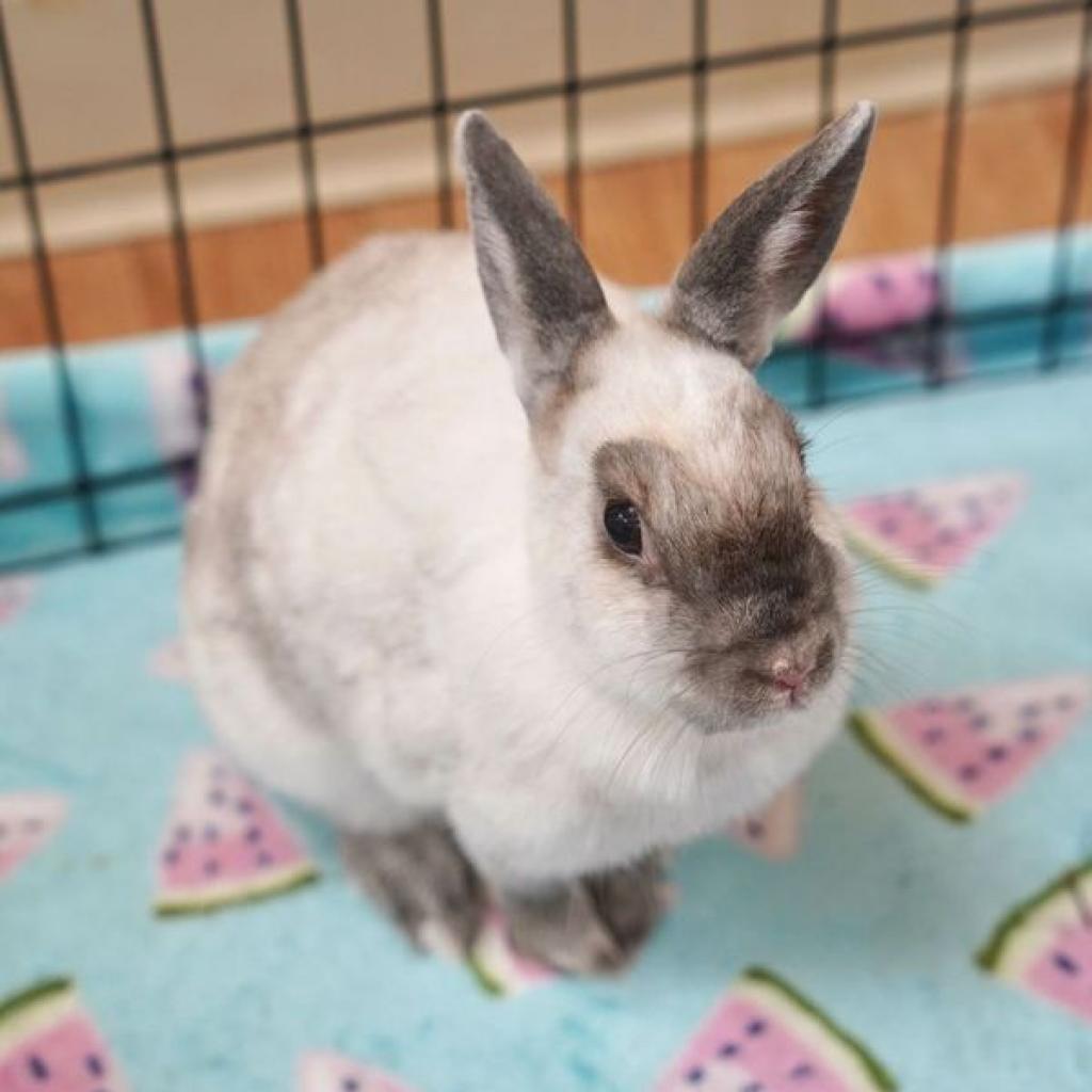 Enlarge Kari Hall, a Adoptable American Sable in Richmond, CA image 6/6