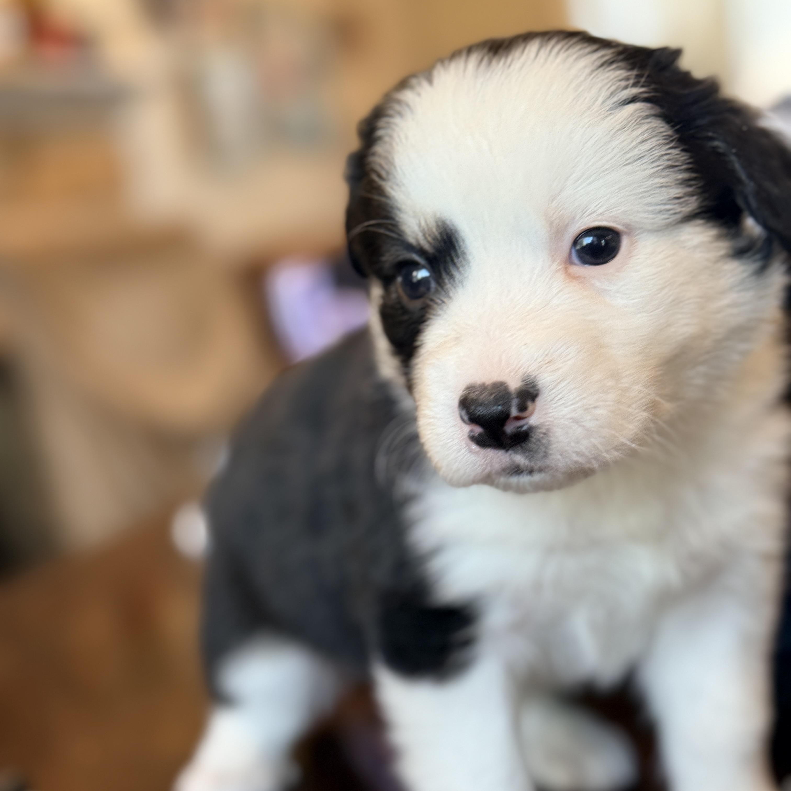 Enlarge Portia , a ADOPTABLE mixed breed in Columbia, MD image 2/3