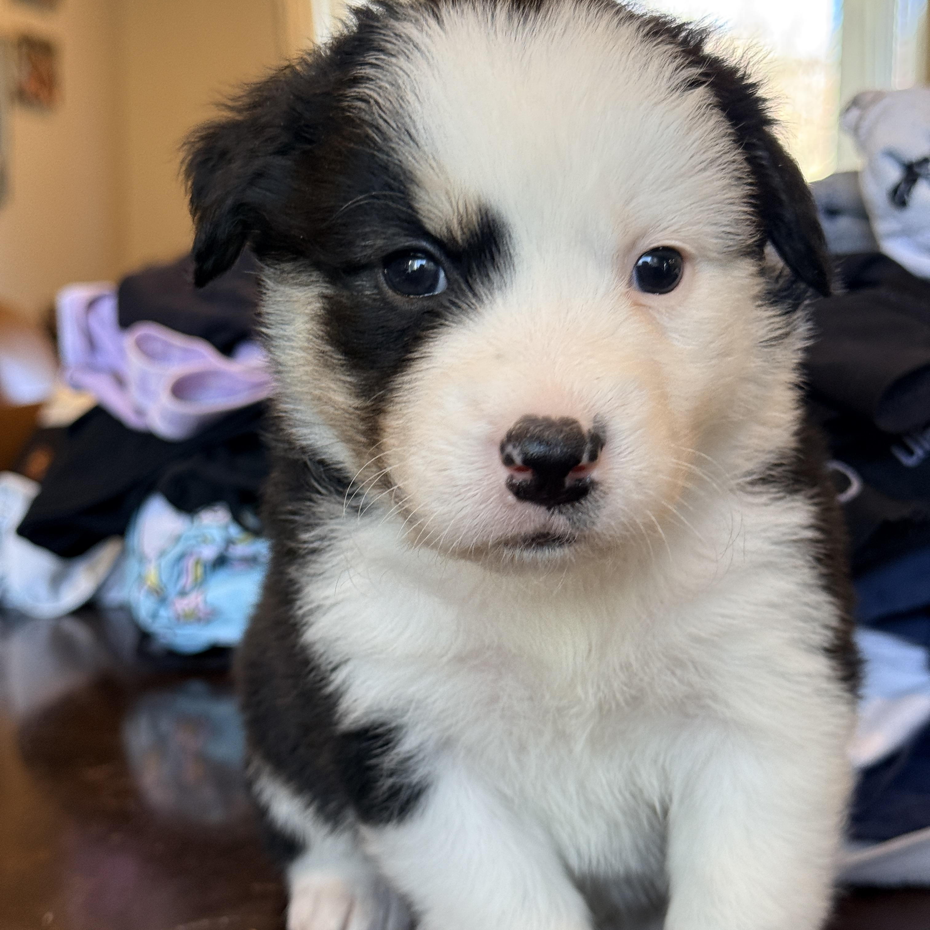 Enlarge Portia , a ADOPTABLE mixed breed in Columbia, MD image 1/3