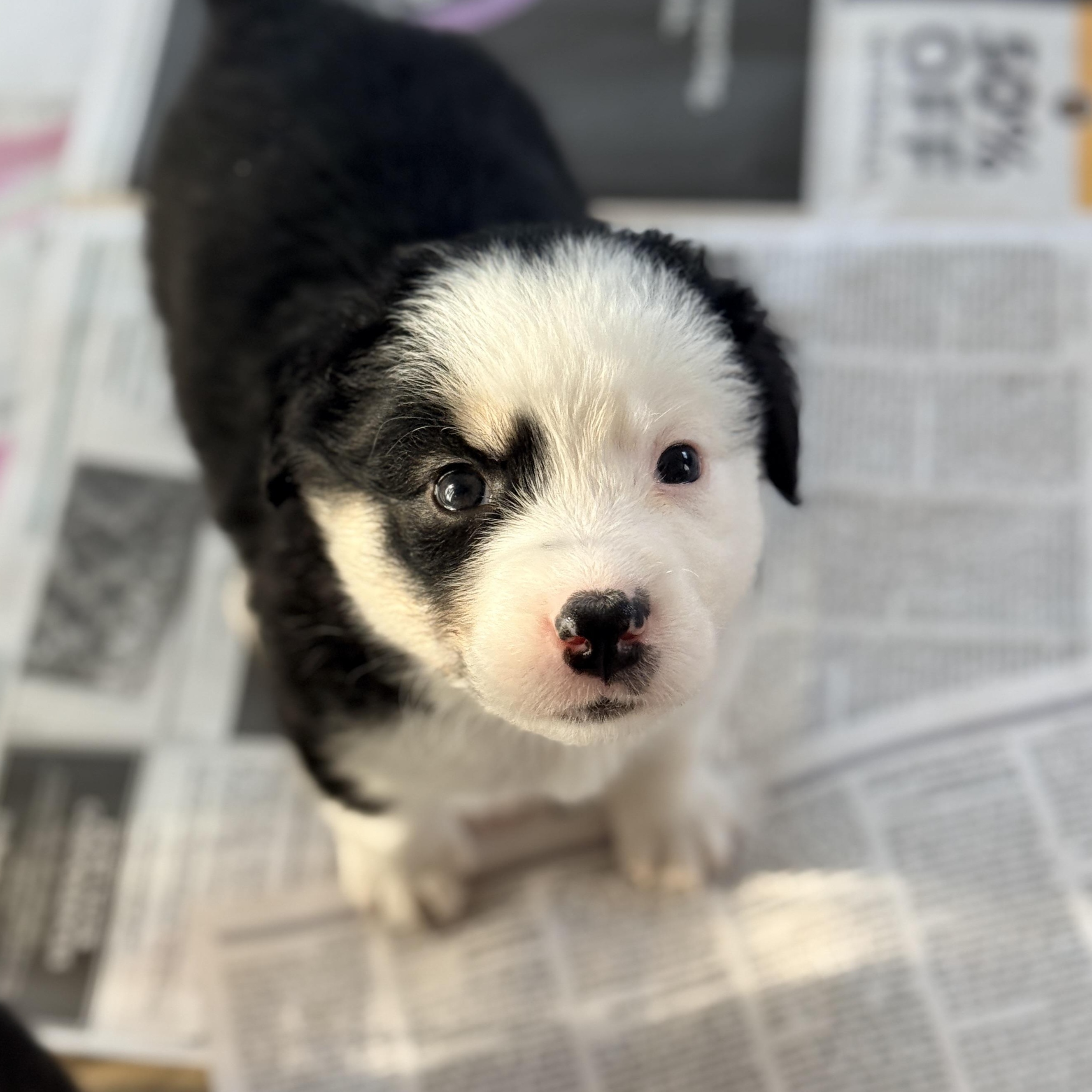 Enlarge Portia , a ADOPTABLE mixed breed in Columbia, MD image 3/3