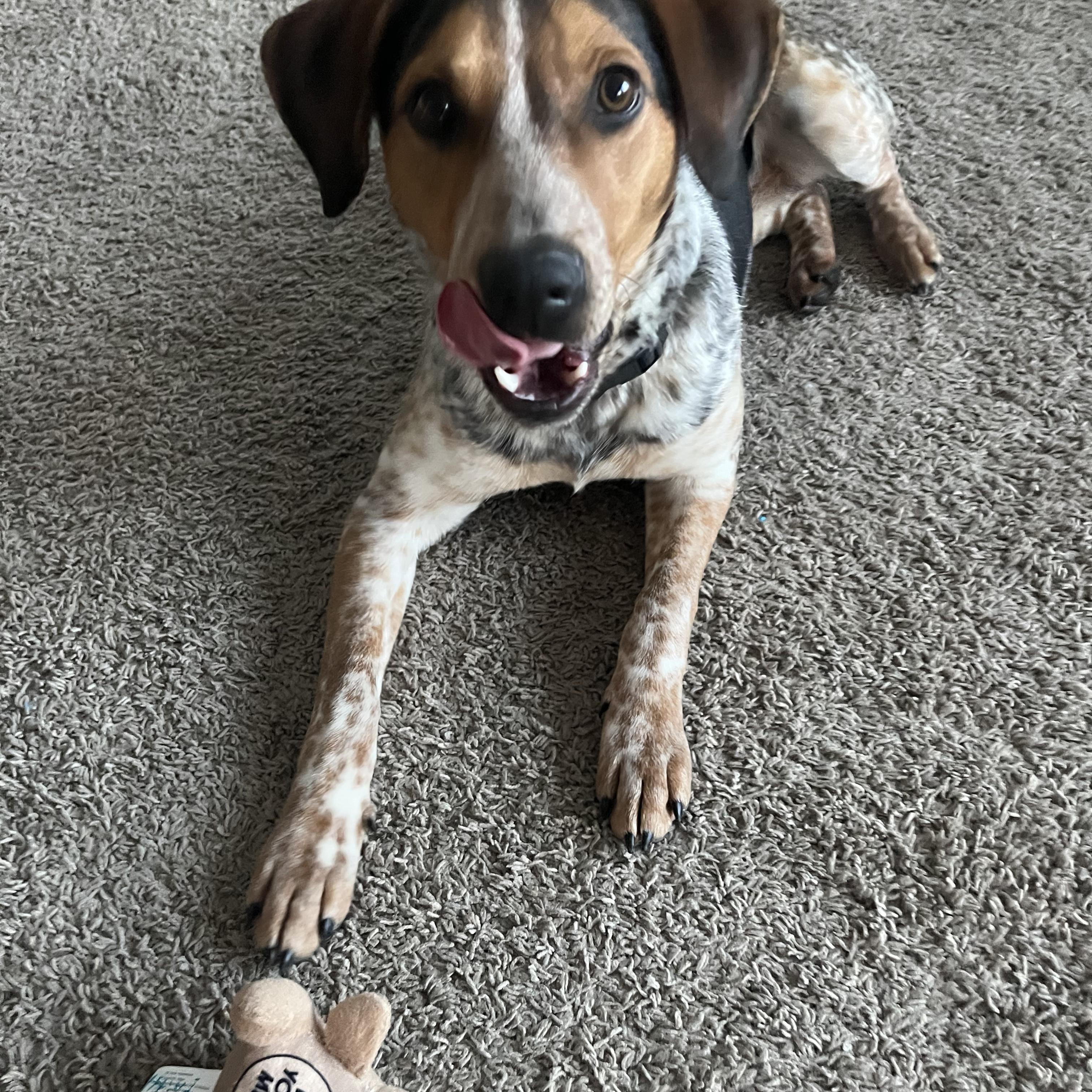Enlarge Jumpin Jack Flash, a ADOPTABLE Australian Cattle Dog / Blue Heeler in Lexington, KY image 4/5
