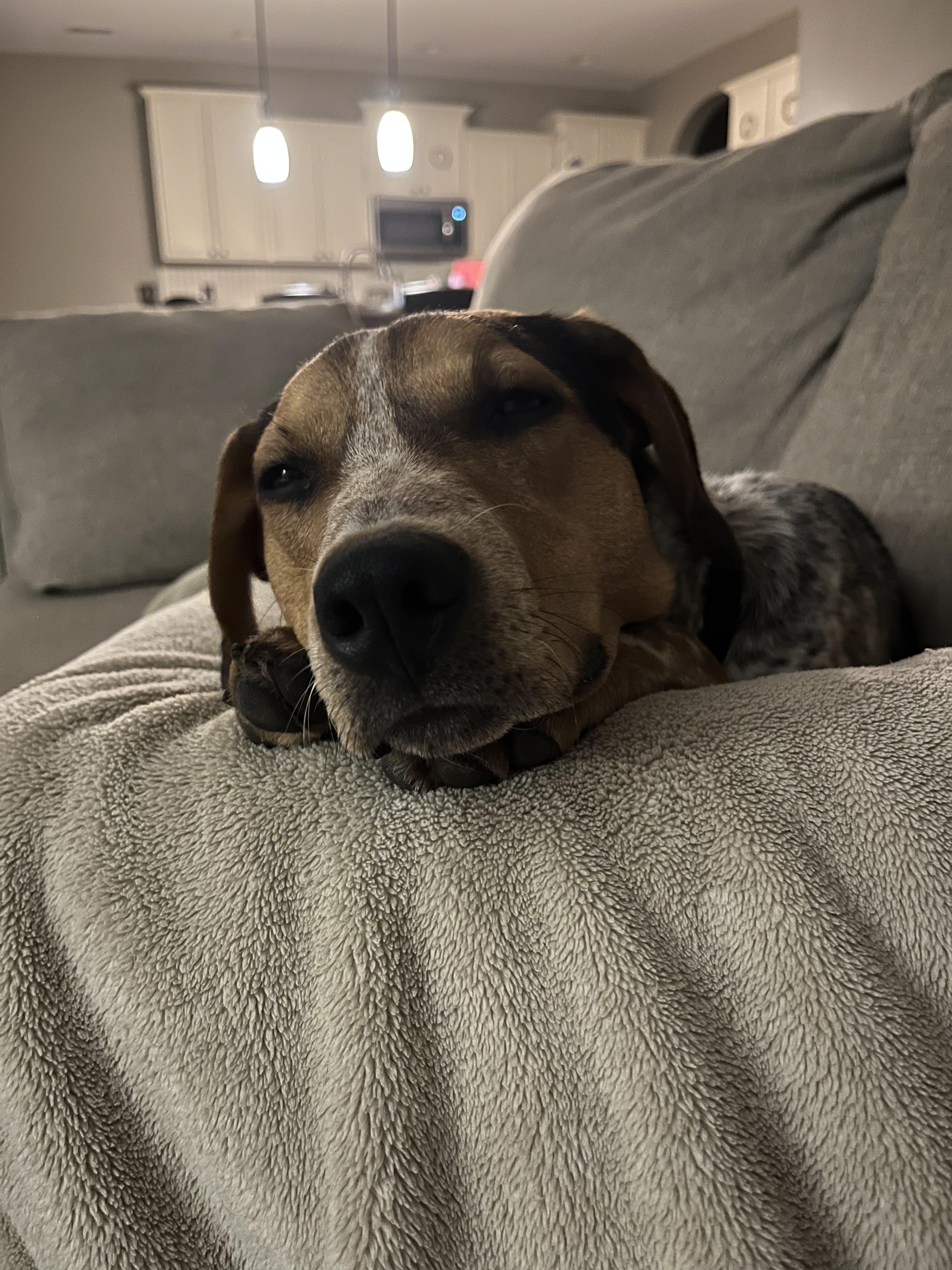 Enlarge Jumpin Jack Flash, a ADOPTABLE Australian Cattle Dog / Blue Heeler in Lexington, KY image 5/5