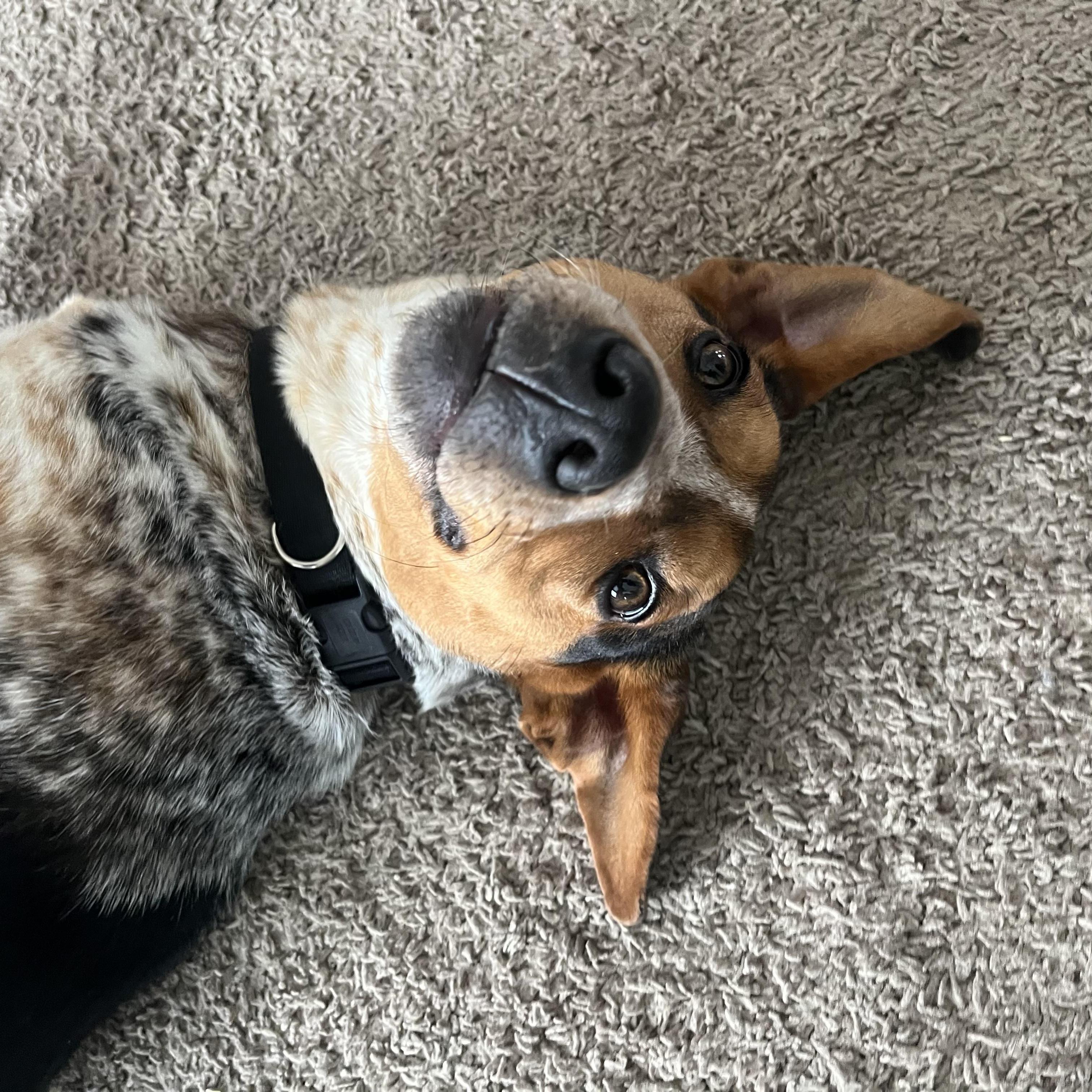 Jumpin Jack Flash, ADOPTABLE, Young Male Australian Cattle Dog / Blue Heeler.