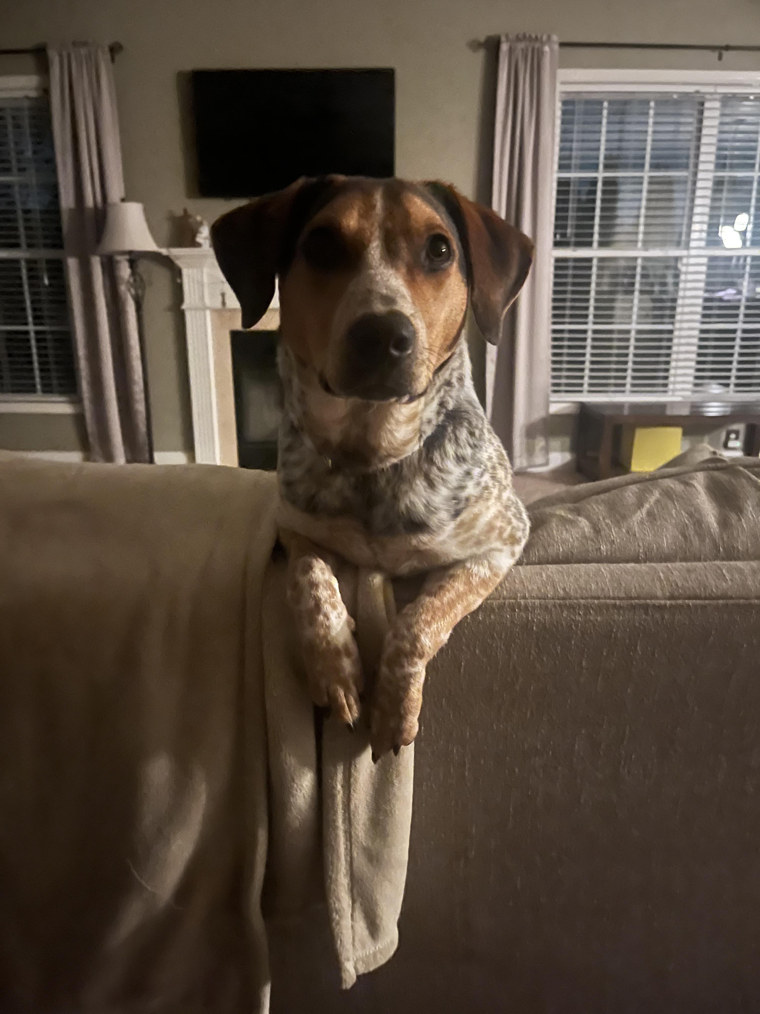 Enlarge Jumpin Jack Flash, a ADOPTABLE Australian Cattle Dog / Blue Heeler in Lexington, KY image 2/5