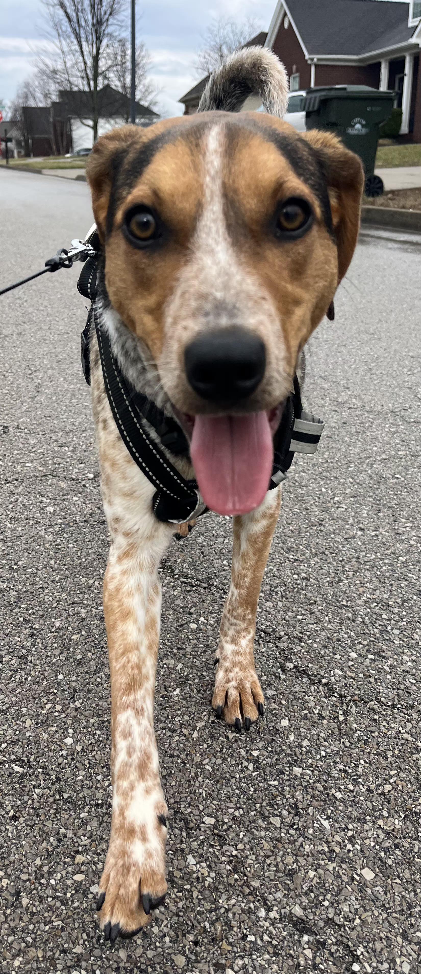 Enlarge Jumpin Jack Flash, a ADOPTABLE Australian Cattle Dog / Blue Heeler in Lexington, KY image 3/5