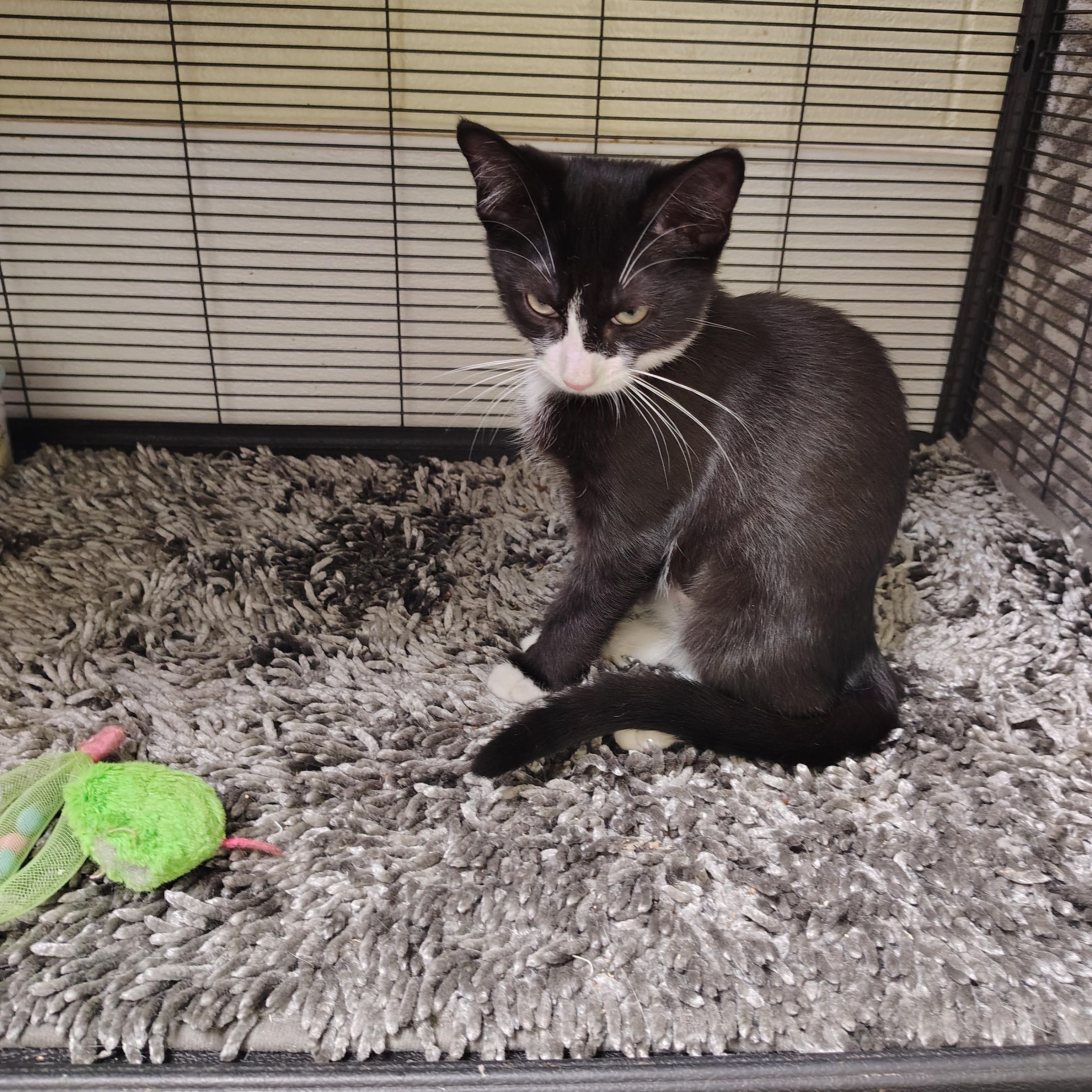 Enlarge Clover, a Adoptable Domestic Short Hair in Paramus, NJ image 2/3