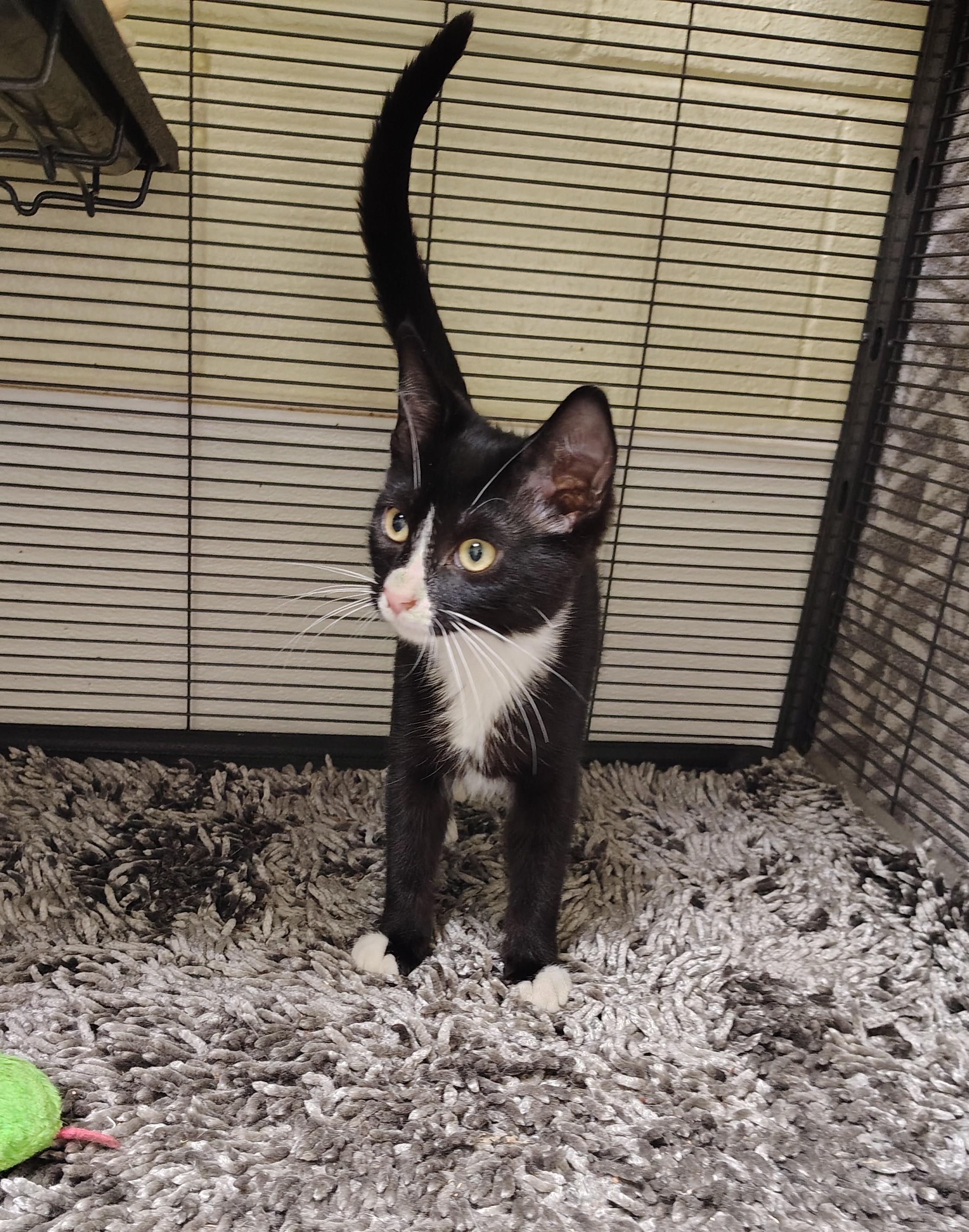 Clover, Adoptable, Young Female Domestic Short Hair.
