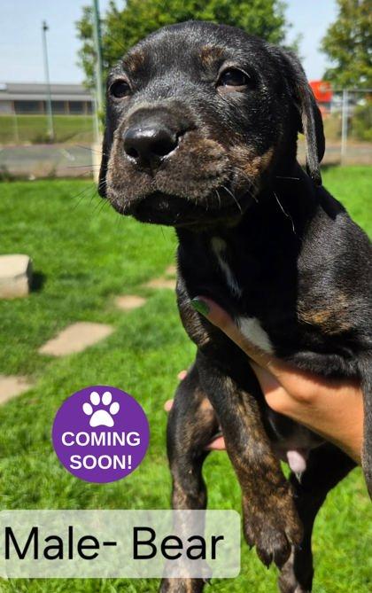 Bear, Adopted, Young Male Labrador Retriever & Cane Corso.