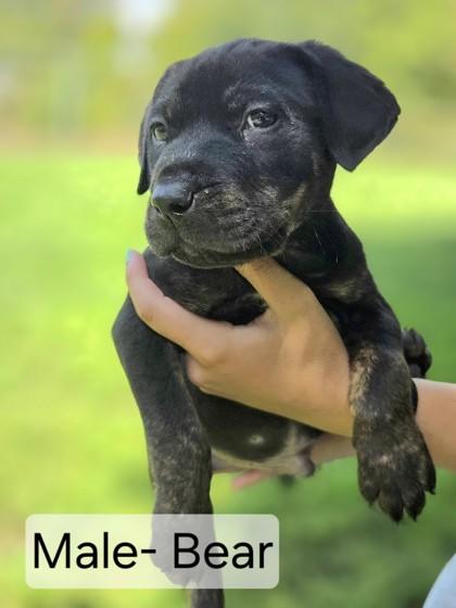 Enlarge Bear, a Adopted mixed breed in Erin, ON image 2/2