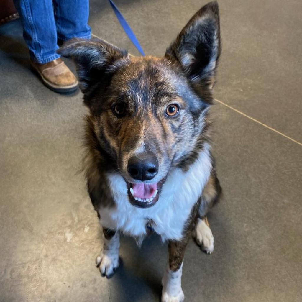 Enlarge Griff, a Adoptable mixed breed in Idaho Falls, ID image 1/6