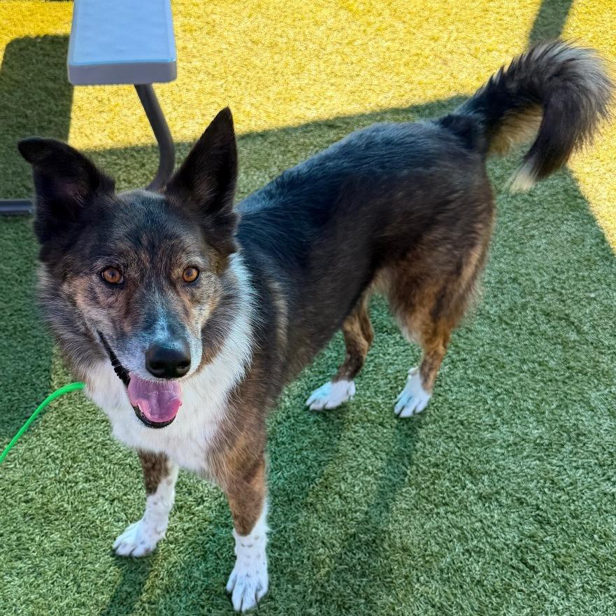 Enlarge Griff, a Adoptable mixed breed in Idaho Falls, ID image 2/6