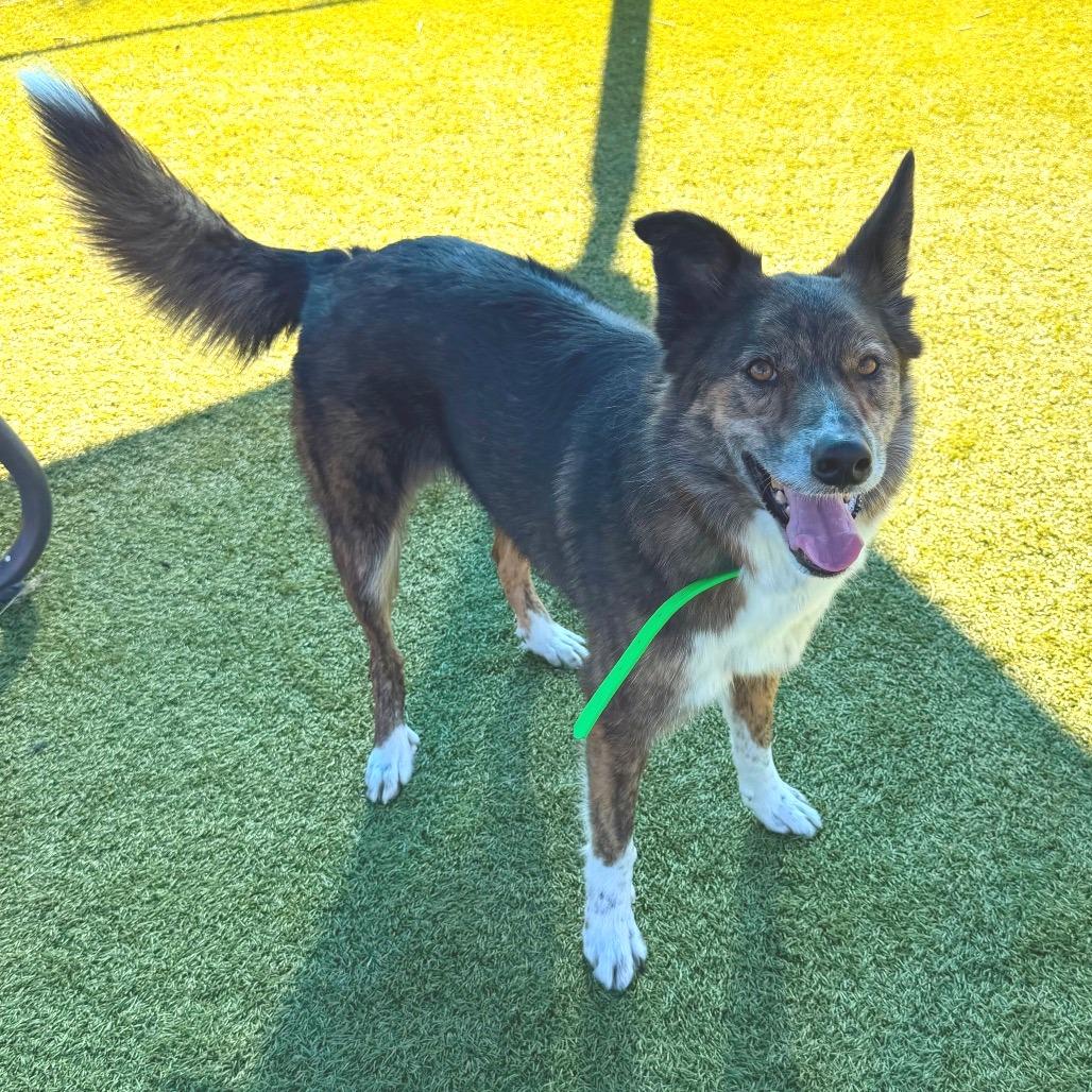 Enlarge Griff, a Adoptable mixed breed in Idaho Falls, ID image 3/6