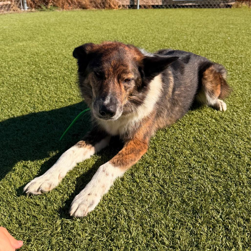Enlarge Griff, a Adoptable mixed breed in Idaho Falls, ID image 4/6