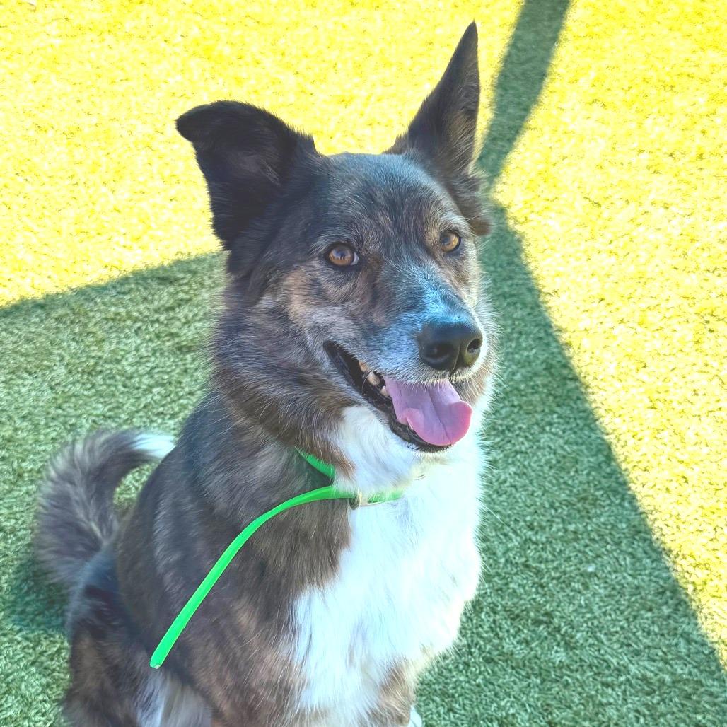 Enlarge Griff, a Adoptable mixed breed in Idaho Falls, ID image 5/6