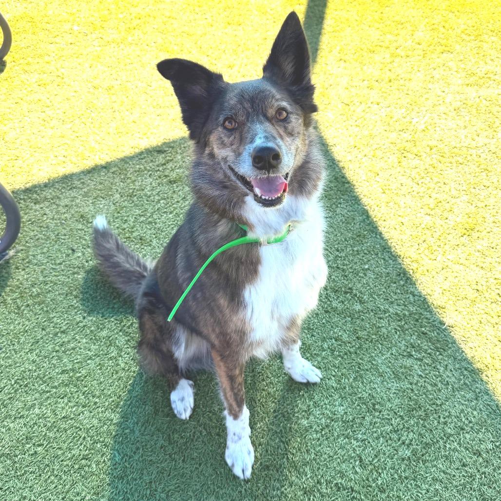 Enlarge Griff, a Adoptable mixed breed in Idaho Falls, ID image 6/6