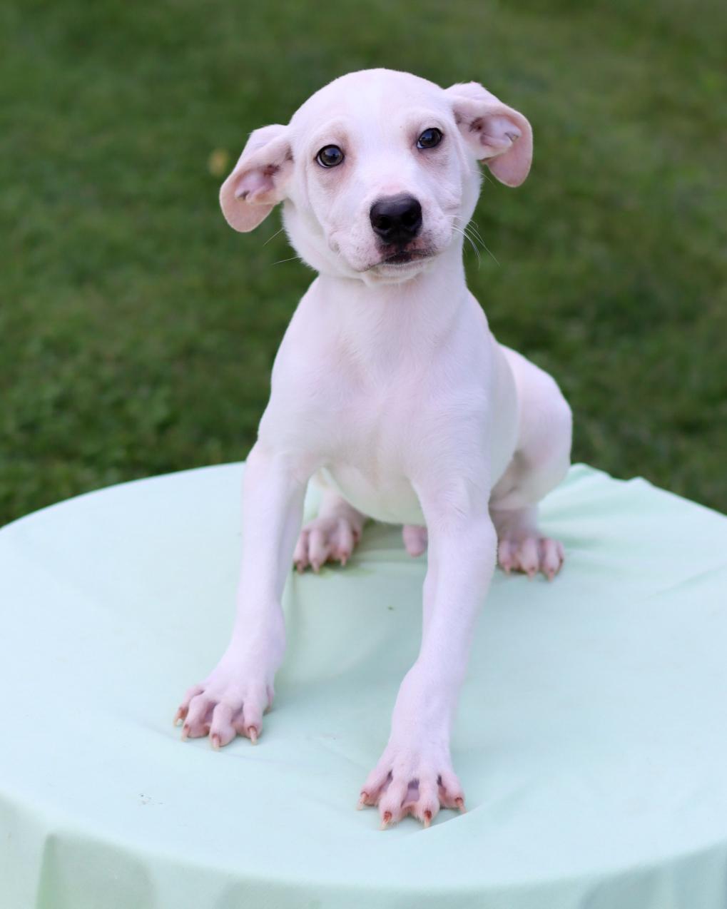 Ballad, Baby Male Terrier