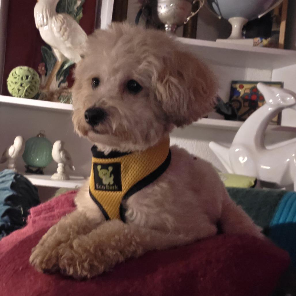 Enlarge Banana, a Adoptable mixed breed in St. Paul, MN image 1/2