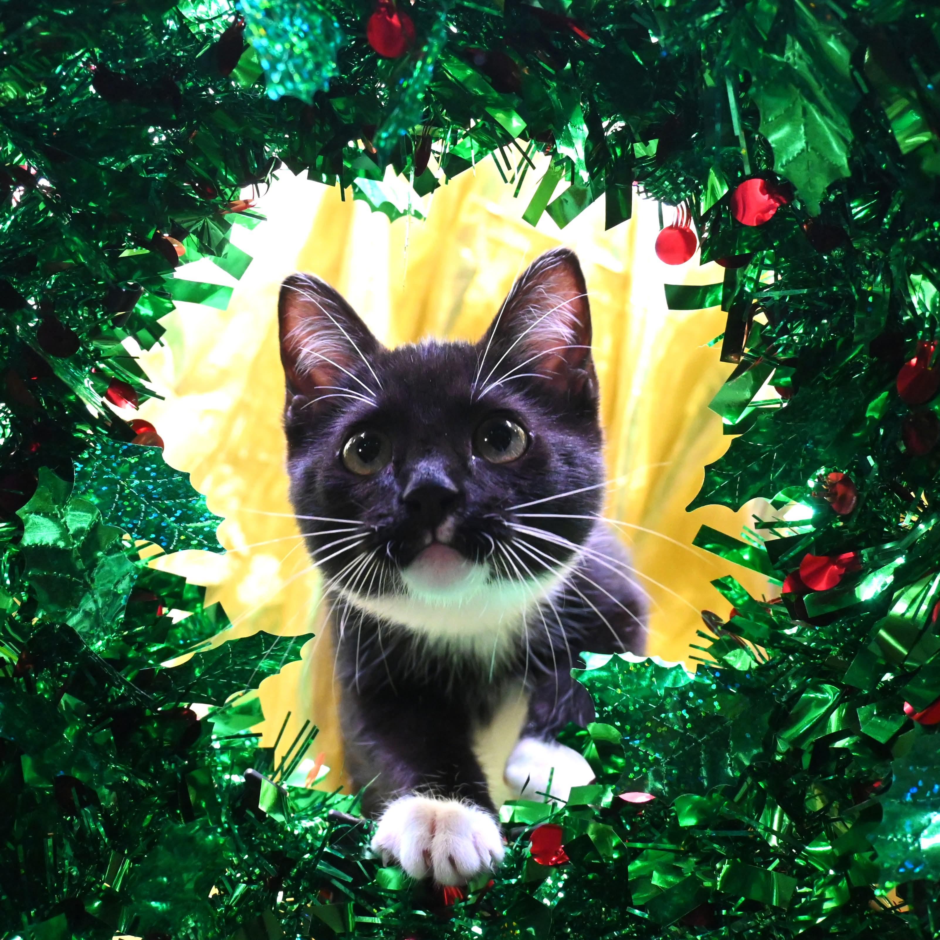 Nina, ADOPTABLE, Kitten Female Tuxedo.