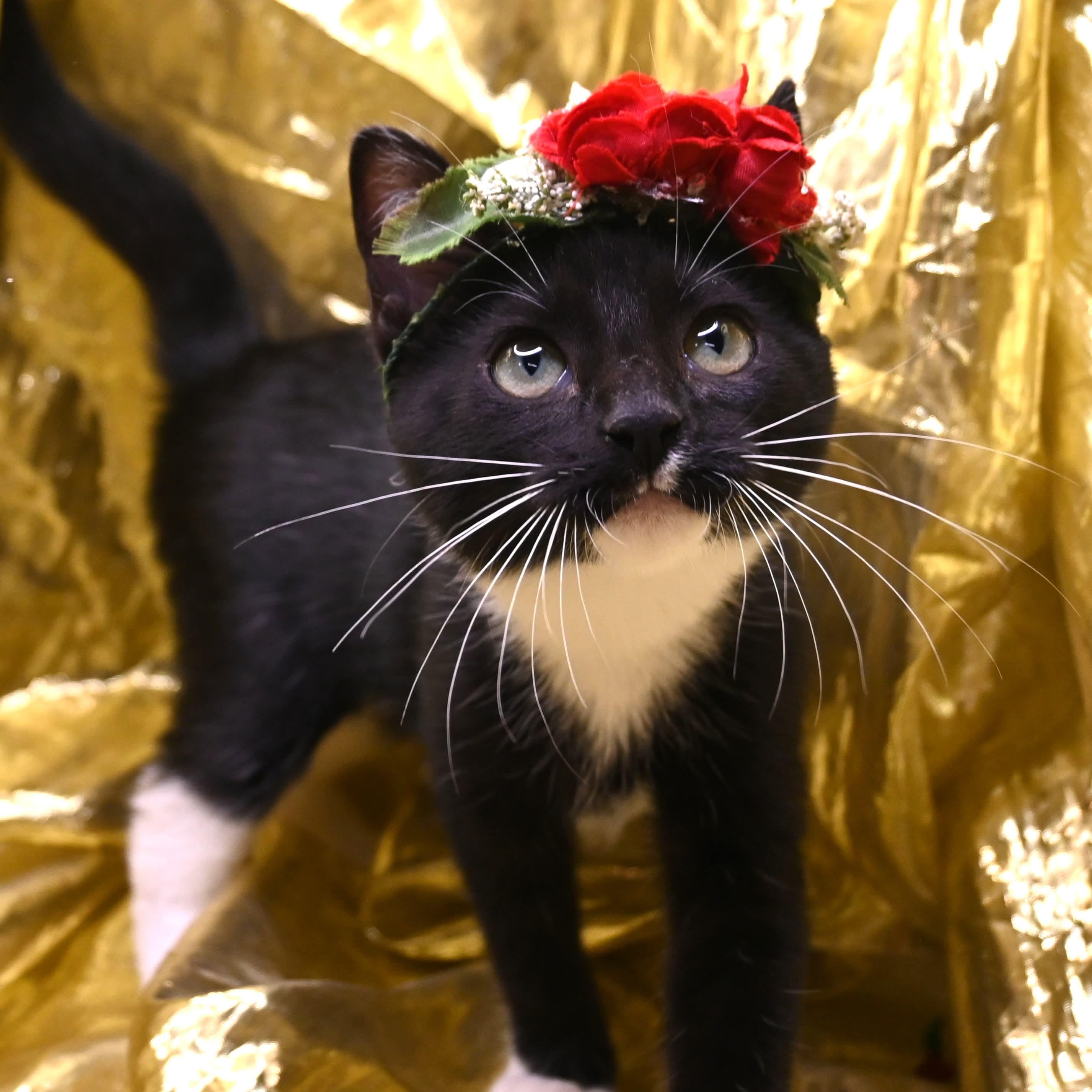 Nina, a ADOPTABLE mixed breed in Farmington, CT image 3/5