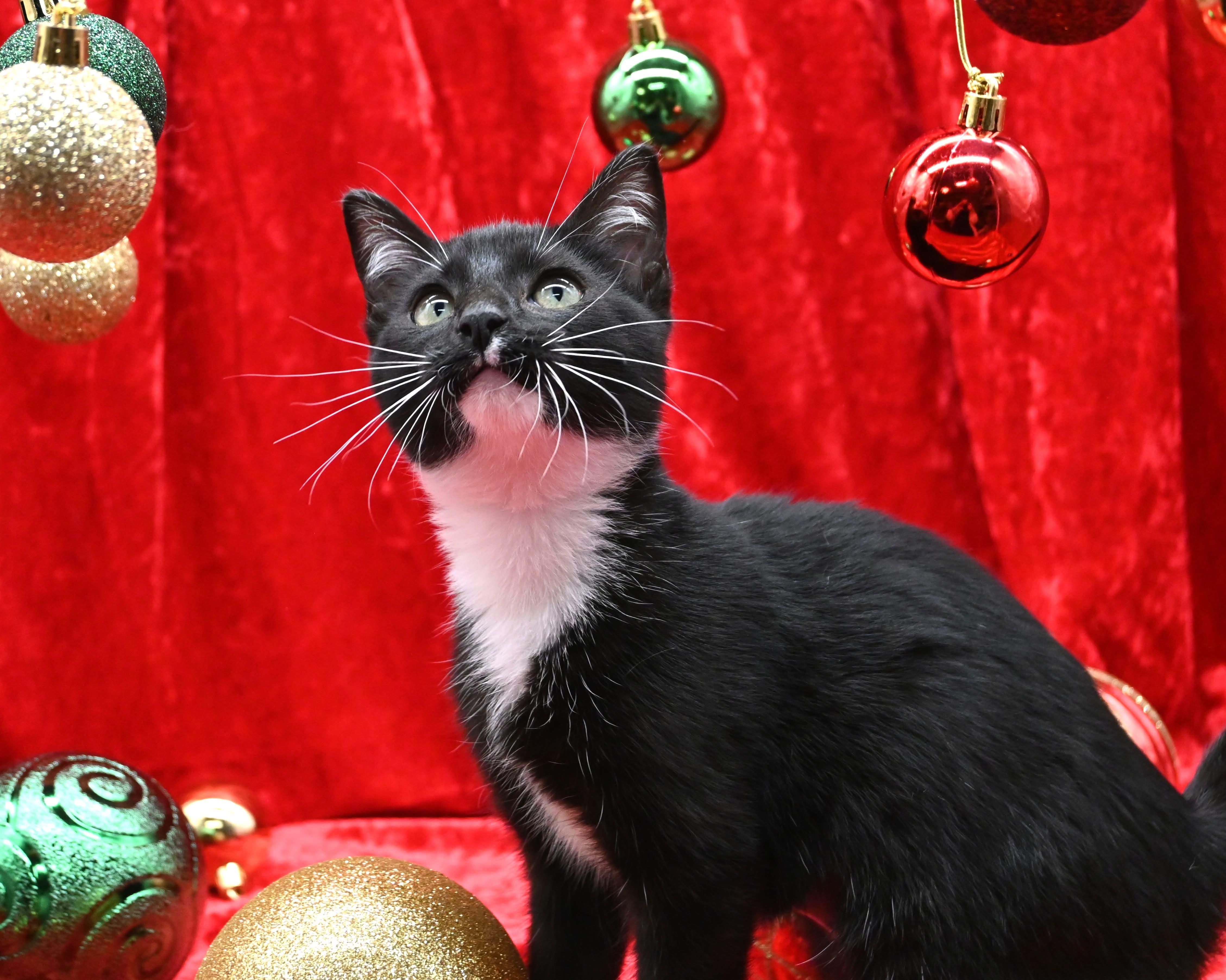 Nina, a ADOPTABLE mixed breed in Farmington, CT image 4/5