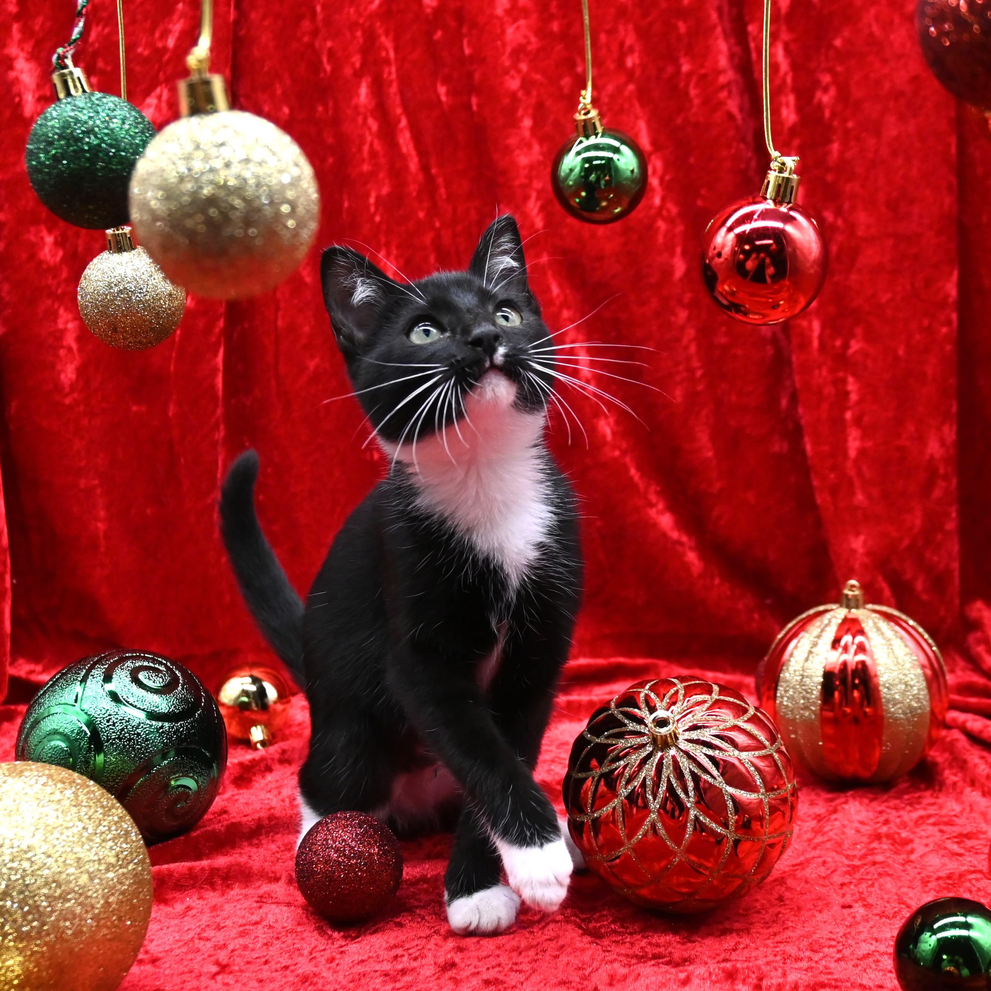 Nina, a ADOPTABLE mixed breed in Farmington, CT image 5/5