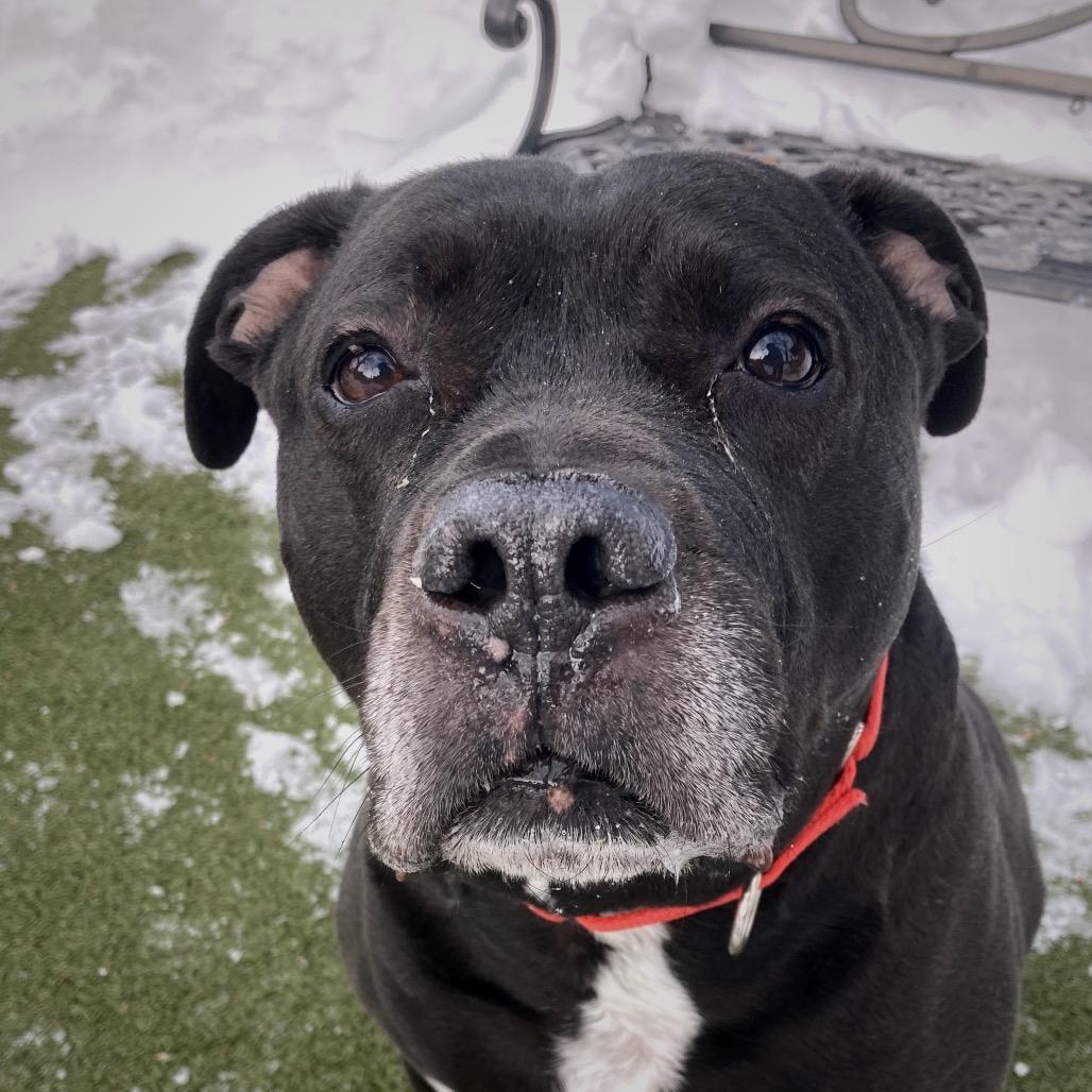 Remi, Adoptable, Adult Male Mixed Breed.