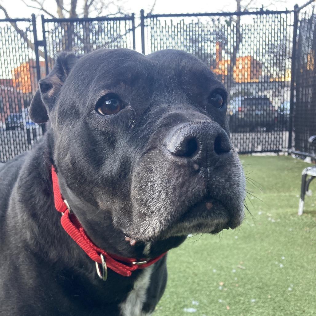 Remi, a Adoptable Mixed Breed in Providence, RI image 1/6