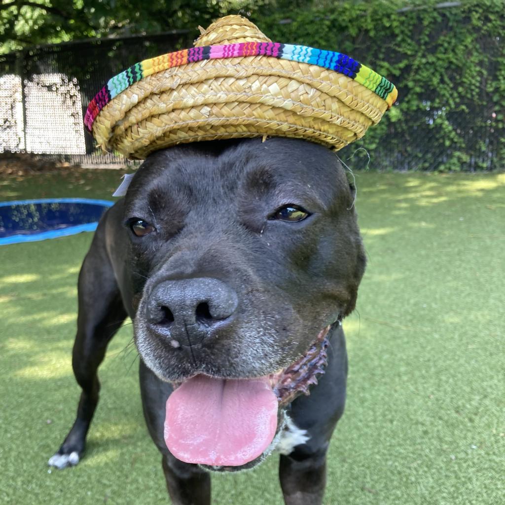 Remi, a Adoptable Mixed Breed in Providence, RI image 2/6