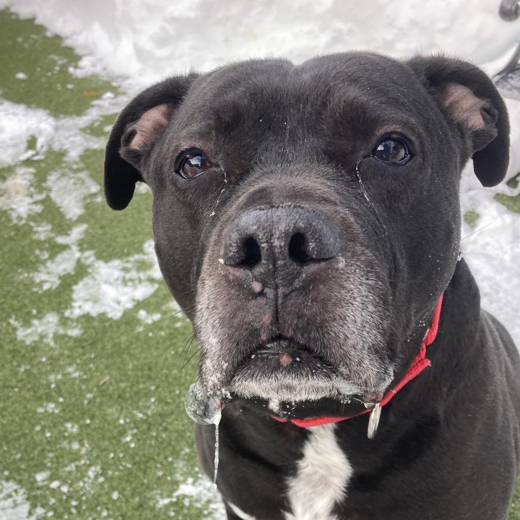 Remi, a Adoptable Mixed Breed in Providence, RI image 3/6