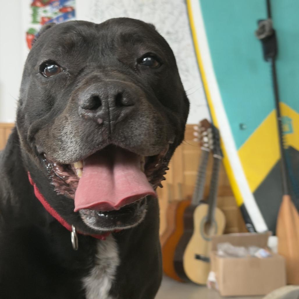 Remi, a Adoptable Mixed Breed in Providence, RI image 5/6