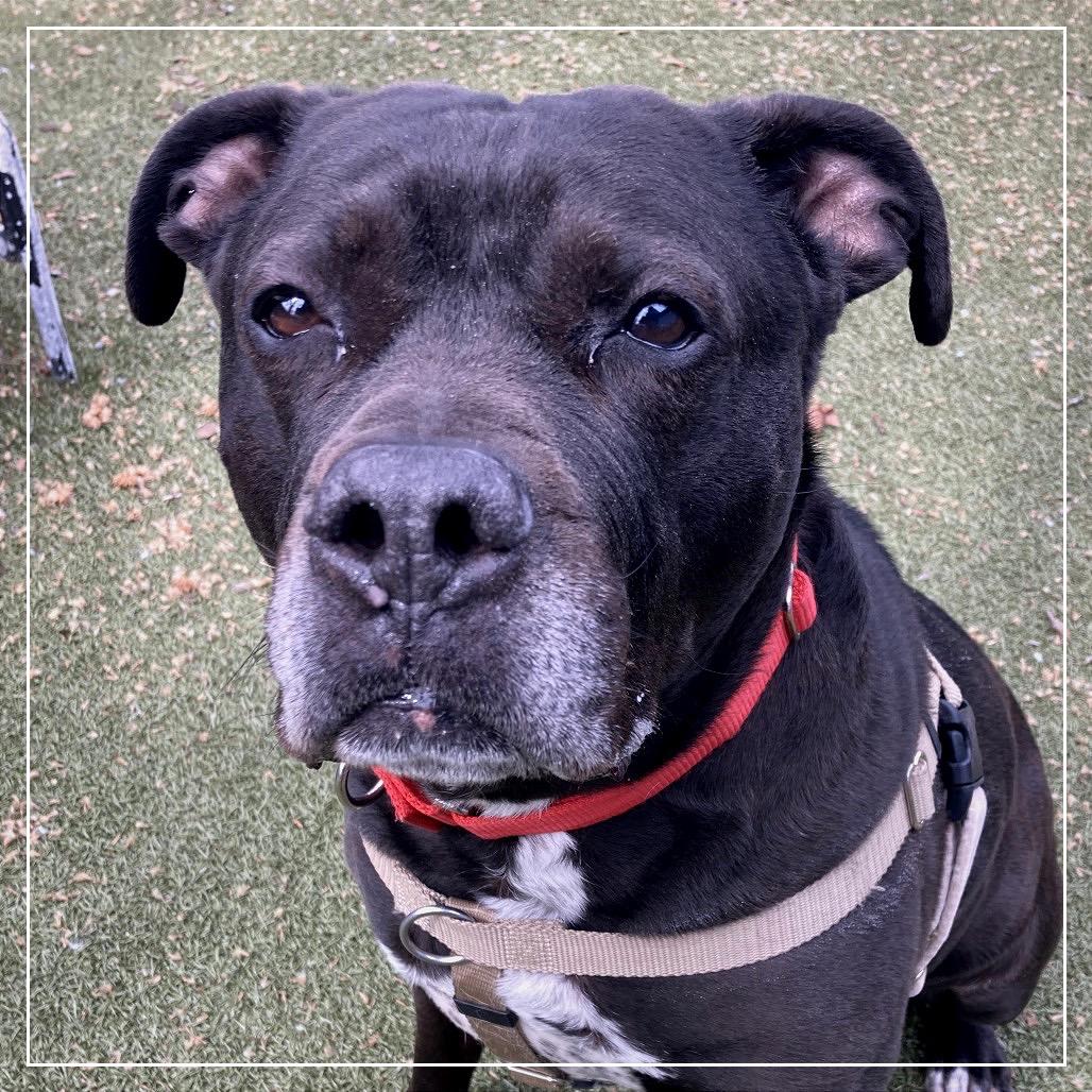 Enlarge Remi, a Adoptable Mixed Breed in Providence, RI image 6/6