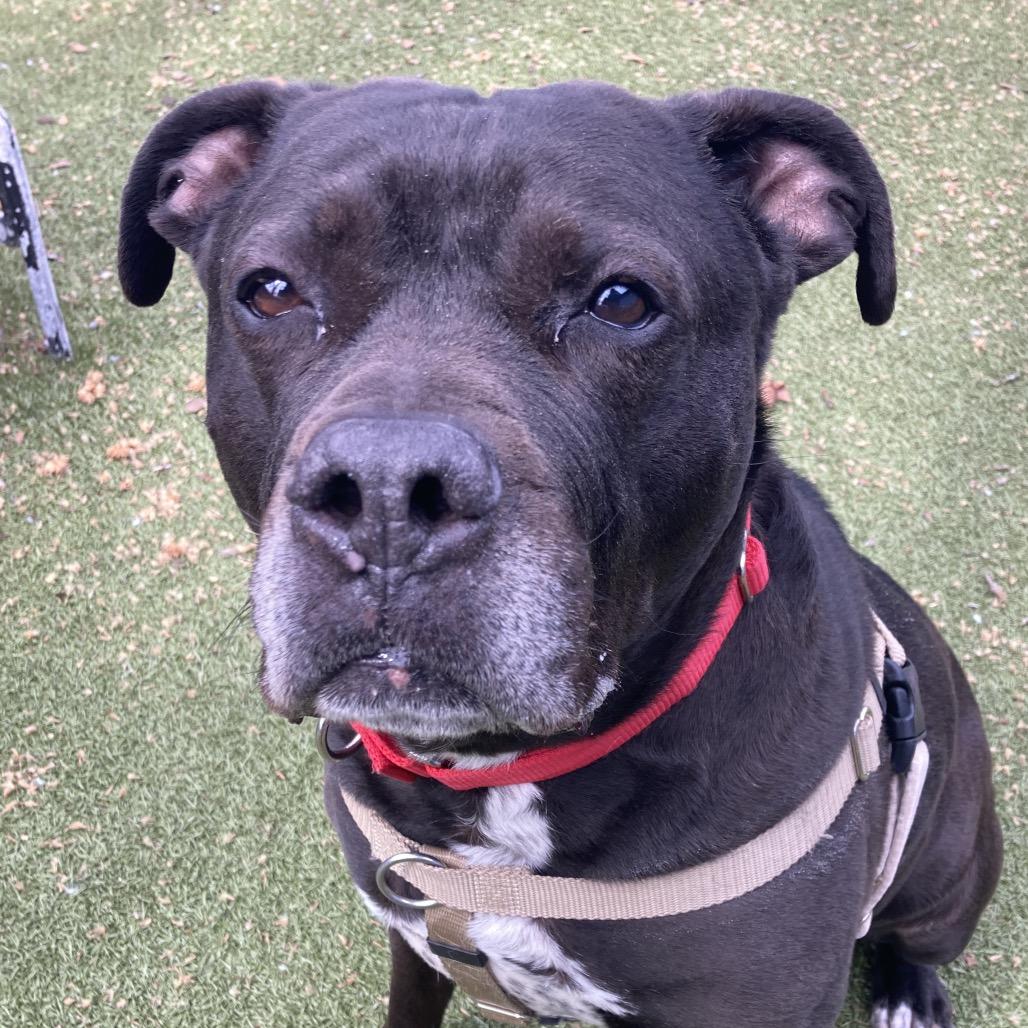 Remi, a Adoptable Mixed Breed in Providence, RI image 6/6