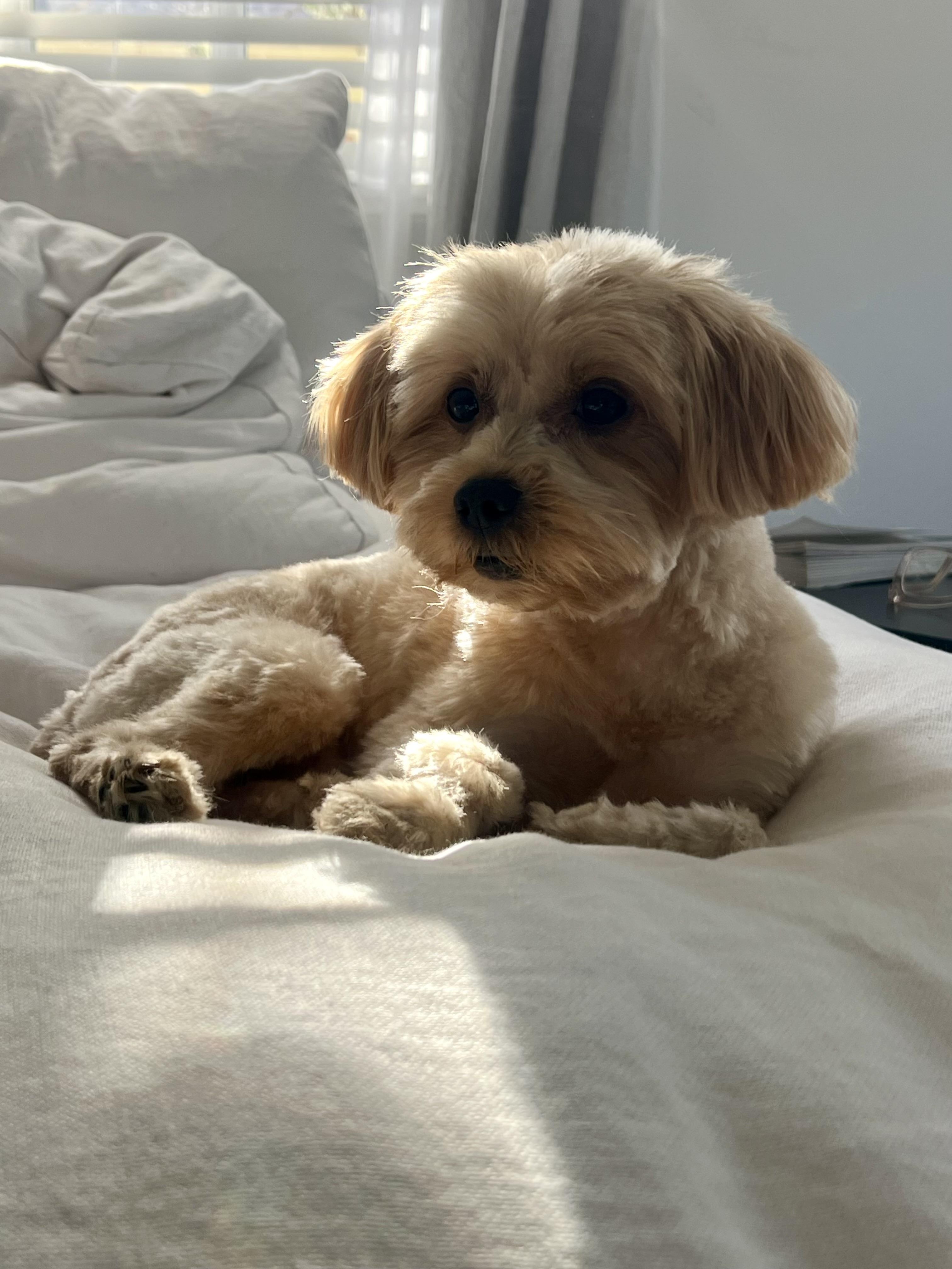 Enlarge Louie, a Adoptable mixed breed in Sag Harbor, NY image 2/4